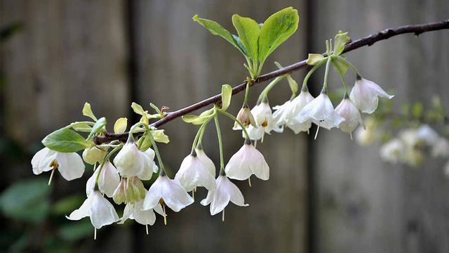 Blattwerk Uphoff Blüte