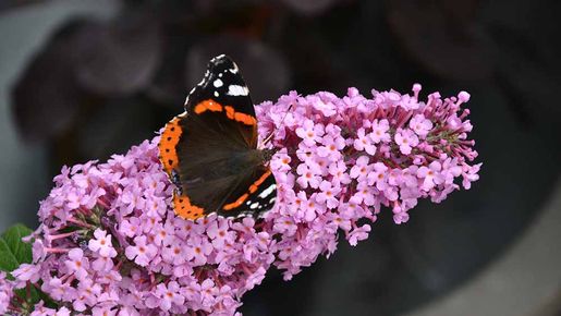 Blattwerk Uphoff Blüte